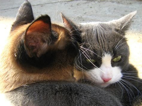 Blue-White Cat vs. Siamese Twin-Cat: Round Two — Russian Cats Pictures