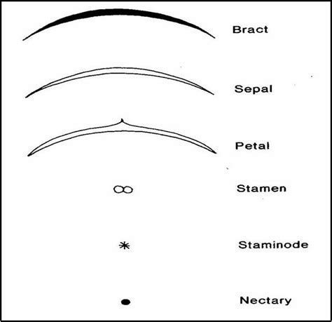 Floral diagrams - Chempapy