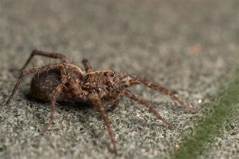 Pregnant Wolf spider | Uncropped | Brian Valentine | Flickr