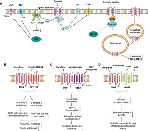 Frontiers | Mu Opioid Receptor Heterodimers Emerge as Novel Therapeutic ...