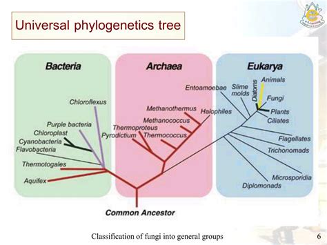 PPT - Classification of fungi into general groups PowerPoint Presentation - ID:334315