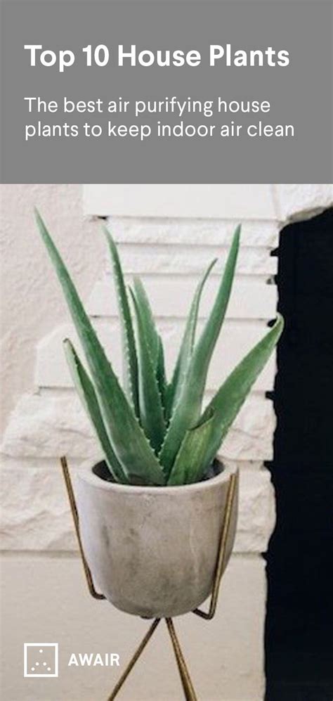 Top 10 Air Purifying House Plants - Home Interior Ideas