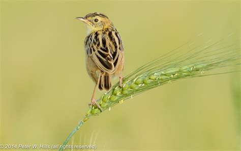 Cisticola Zitting (Cisticola juncidis) - Ethiopia - World Bird Photos