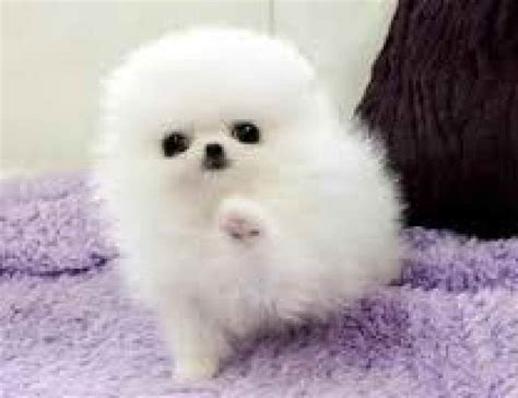 Baby Pomeranian Puppies For Sale | PETSIDI