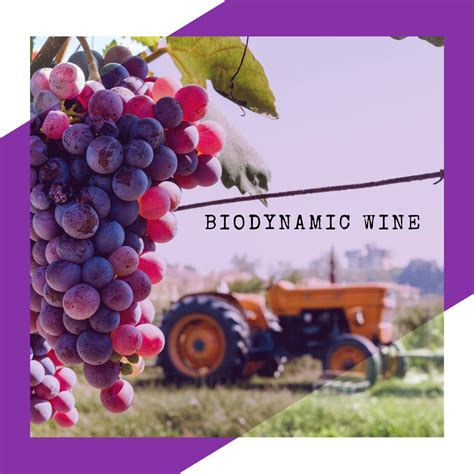 What Is Biodynamic Wine? — Empowered by Melanin