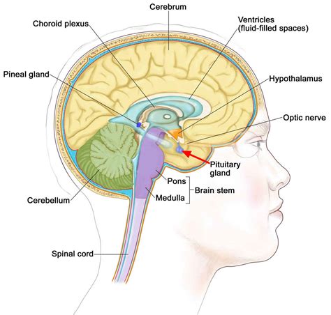 Pituitary adenoma causes, symptoms, diagnosis, treatment & prognosis