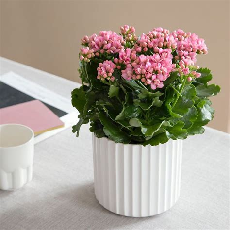 10 Indoor Plants That Make A Perfect Christmas Gift