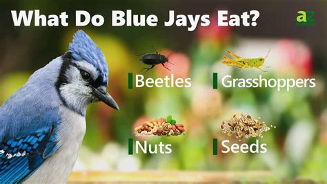 What Do Blue Jays Eat? - IMP WORLD