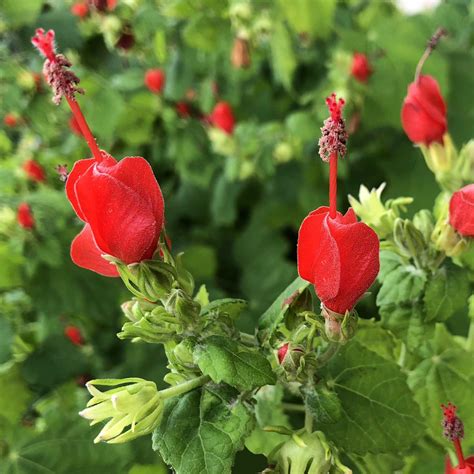 Neil Sperry: Turk’s cap is a great Texas native plant for your San ...