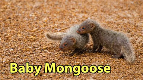 Baby Mongoose - YouTube