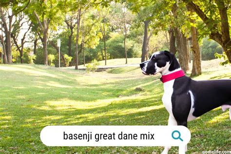 Basenji Mix Breeds (Photos And Guide) - Oodle Life