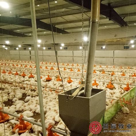 Complete Set Poultry Farm Equipment for Broiler - China Poultry Farm Machine and Chicken Raising ...