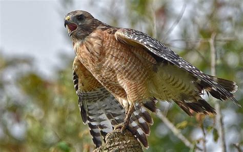 14 Species of Hawks in Texas (With Pictures & Info) - Optics Mag