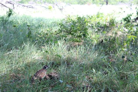 Bobwhite Quail in Texas - Restoring habitat in South Texas - Texas ...