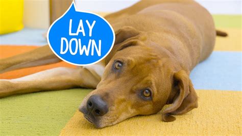 How to Teach a Dog to Lay Down | Chewy - YouTube