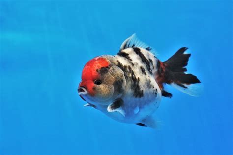 Lionhead Goldfish Care: Tank Size, Lifespan, Diet & More