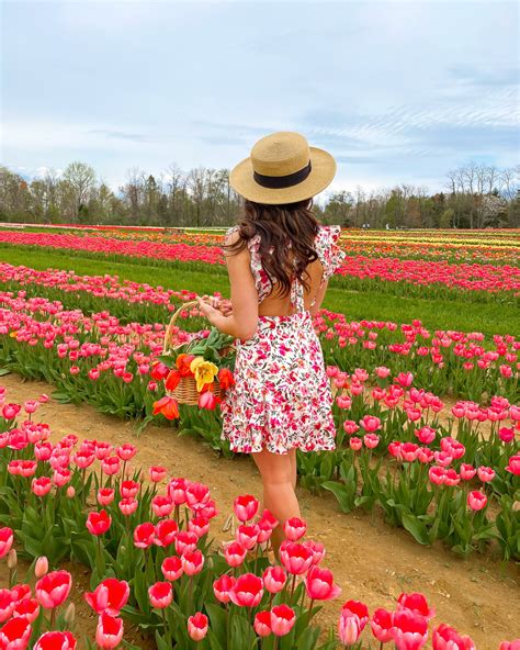 Tulips at Holland Ridge Farm - Everything Dee