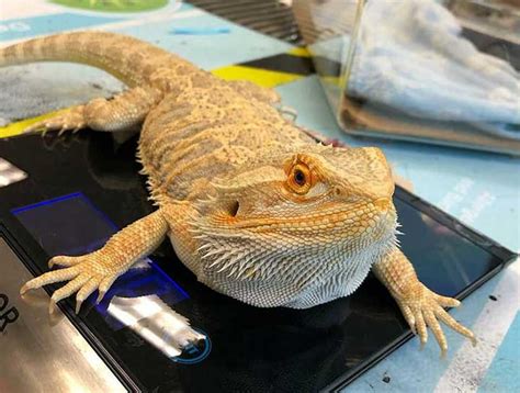 Pet Care Clinic of the High Country Exotic Vet |Reptile Veterinarian