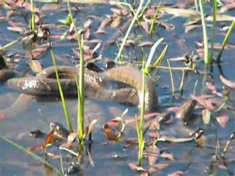 Northern Water Snake Mating Ball - YouTube