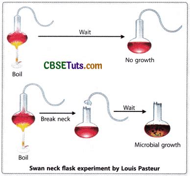 Spontaneous Generation Theory - Experiments & Examples - CBSE Tuts