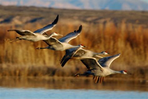 Othello gears up for Sandhill Crane Festival | The Spokesman-Review