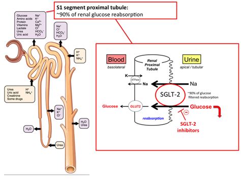 sglt-2_inhibitors [TUSOM | Pharmwiki]