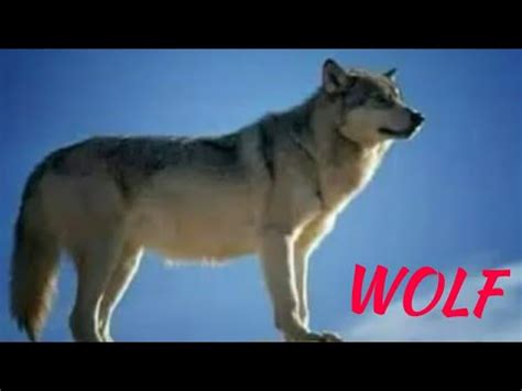 wolf pack meets a coyote! - YouTube