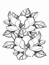 Magnolia Flowers Coloring Page  Beautiful Flower Sketch For Kids sketch template