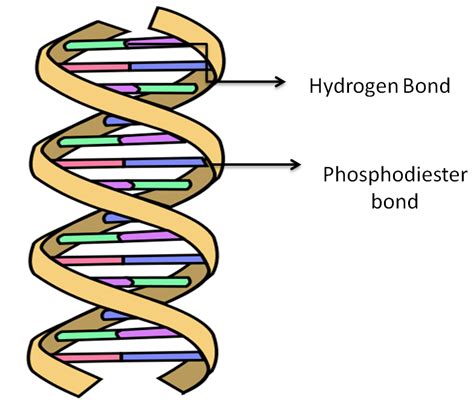 Hydrogen Bonding In Dnapairs