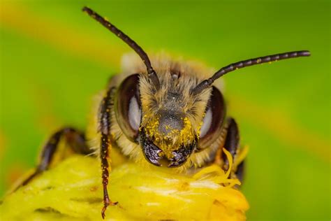 50 Useful Plants that Attract Bees to Your Garden - The Gardening Dad