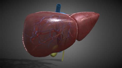 3D Human Liver Anatomy - Buy Royalty Free 3D model by 3D4SCI [a20686a] - Sketchfab Store