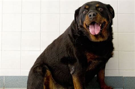 rottweiler weight - Rottweiler Life