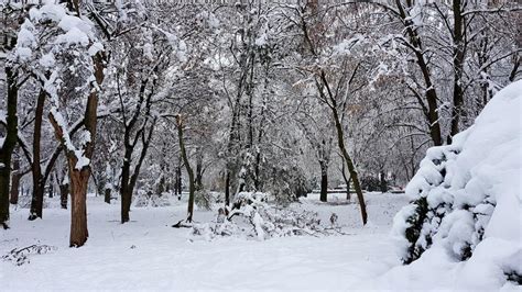 Winter park stock photo. Image of park, winter, white - 142997226