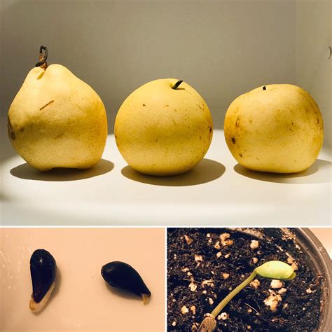 Le Nashi, la poire asiatique ou pomme-poire – Osez Planter Ça Pousse