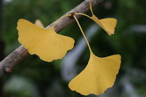 Shade tree - Autumn Gold Ginkgo | Shade Tree Farm