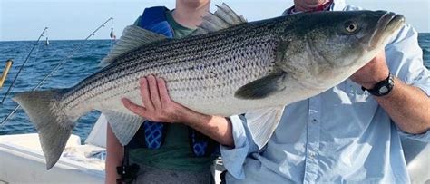 Striped Bass - How to Fish for Striper Bass Fishing Universe