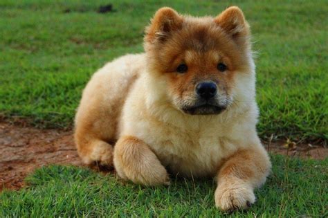 Akita Chow: History, Facts, Personality, Temperament, & Care