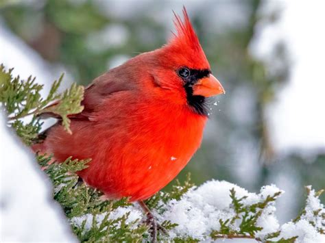 Cardinal Bird In Winter