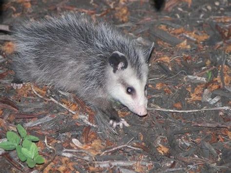 Opossum Teeth: Everything You Need to Know - A-Z Animals