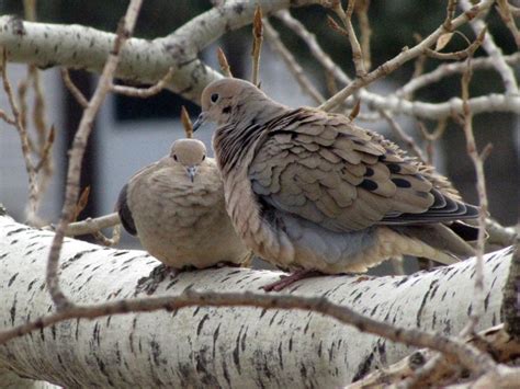 Dove Love - Birds Calgary