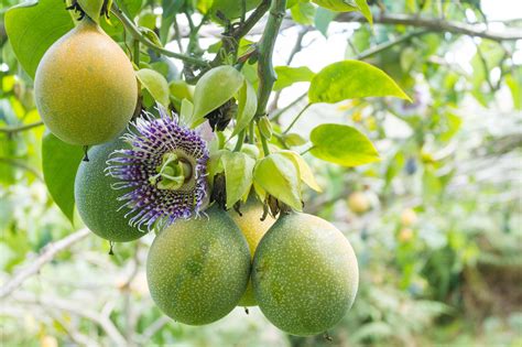 Familias de cultivos y sanidad vegetal: Pasifloráceas - Blog Aepla