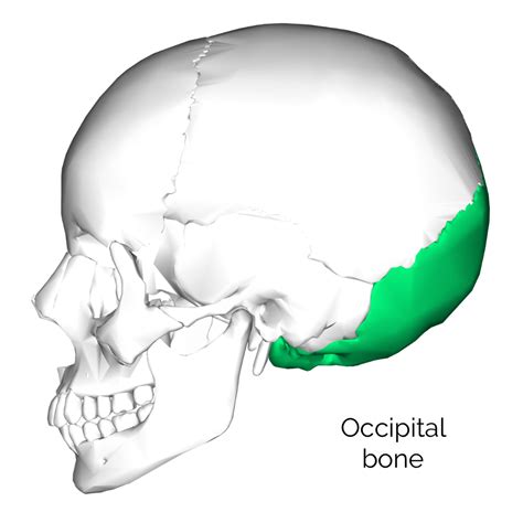 Where Is The Occipital