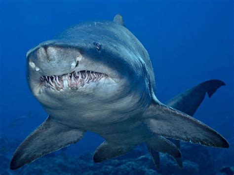 Baby sand tiger sharks kill and eat their siblings while still in the ...