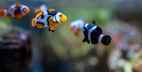 Picasso Clownfish Adventure | REEF2REEF Saltwater and Reef Aquarium Forum