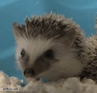 Hedgehog GIF - Find & Share on GIPHY