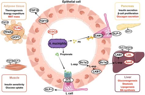 Frontiers | Function of Akkermansia muciniphila in type 2 diabetes and ...