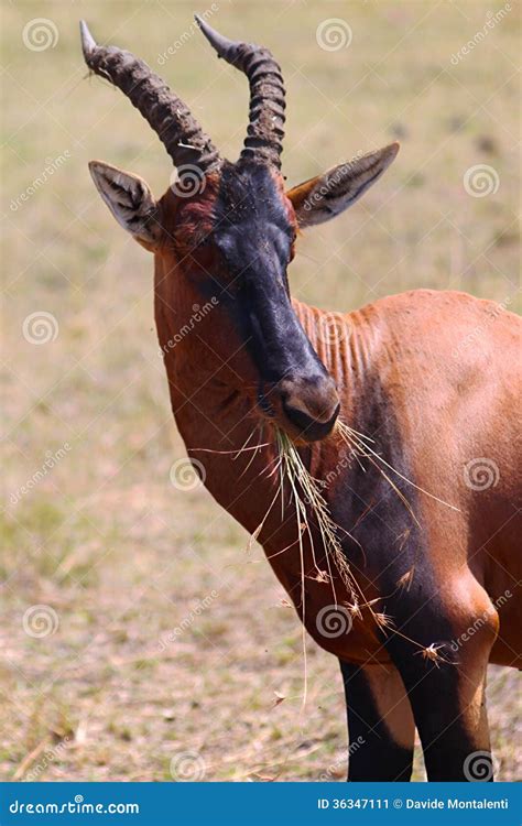 Hartebeest Antelope - Safari Kenya Stock Image - Image of buselaphus ...