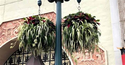 Can Spider Plants Live Outside: How To Care for Spider Plant Outdoors