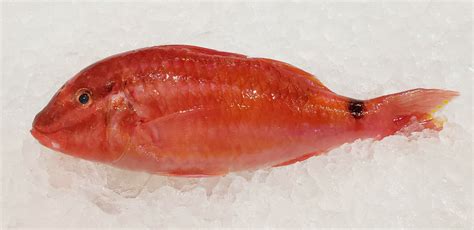 Ojisan / Five-barred goatfish – Seafood City Granville Island