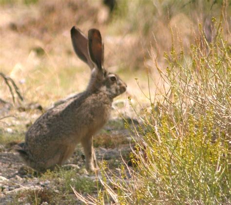 Cannundrums: Blacktail Jackrabbit